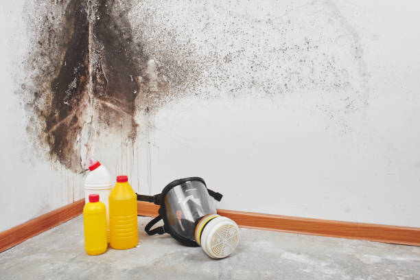 Best Attic Mold Removal  in Foley, MN