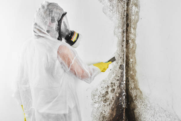 Best Mold Damage Repair  in Foley, MN