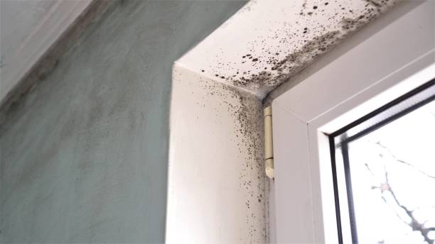 Best Commercial Mold Removal  in Foley, MN