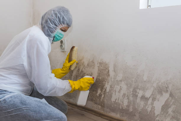 Best Black Mold Removal  in Foley, MN