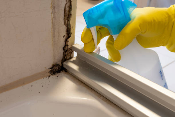 Best Mold Testing and Removal  in Foley, MN