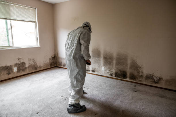 Best Office Mold Removal Services  in Foley, MN
