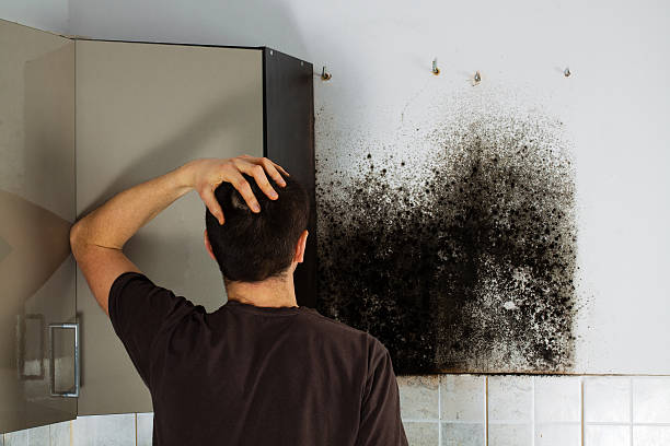 Best Home Mold Removal  in Foley, MN